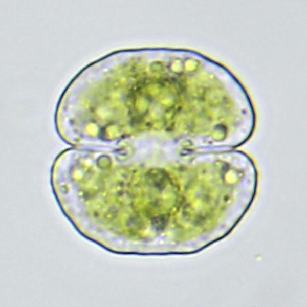 Cosmarium fontigenum